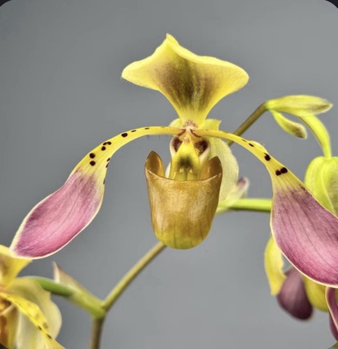 Paphiopedilum lowii merlot - lowii,